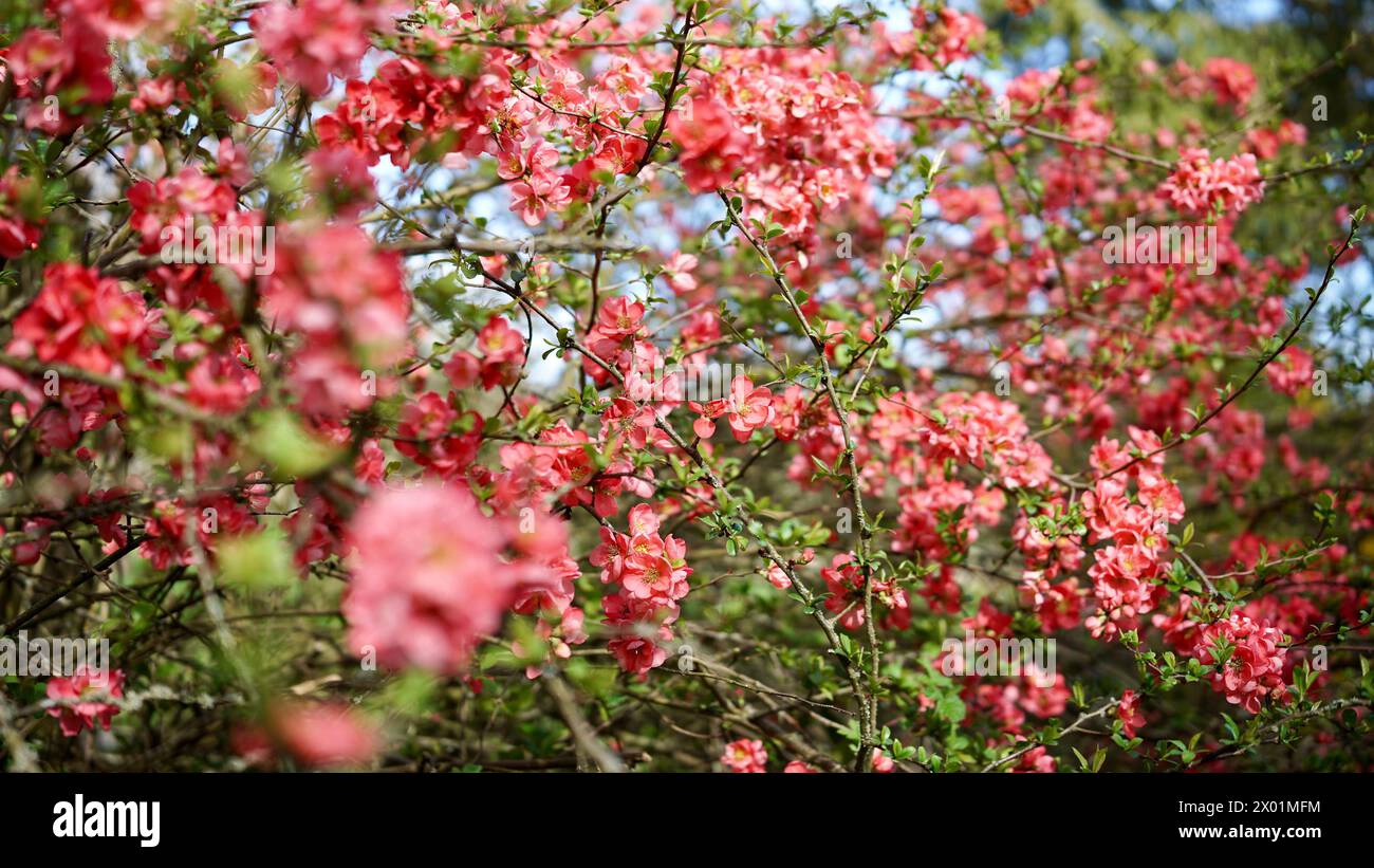 Una falsa cotogna in fiore in primavera. Foto Stock