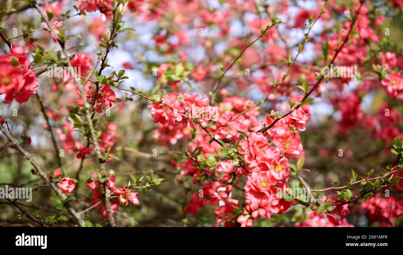 Una falsa cotogna in fiore in primavera. Foto Stock