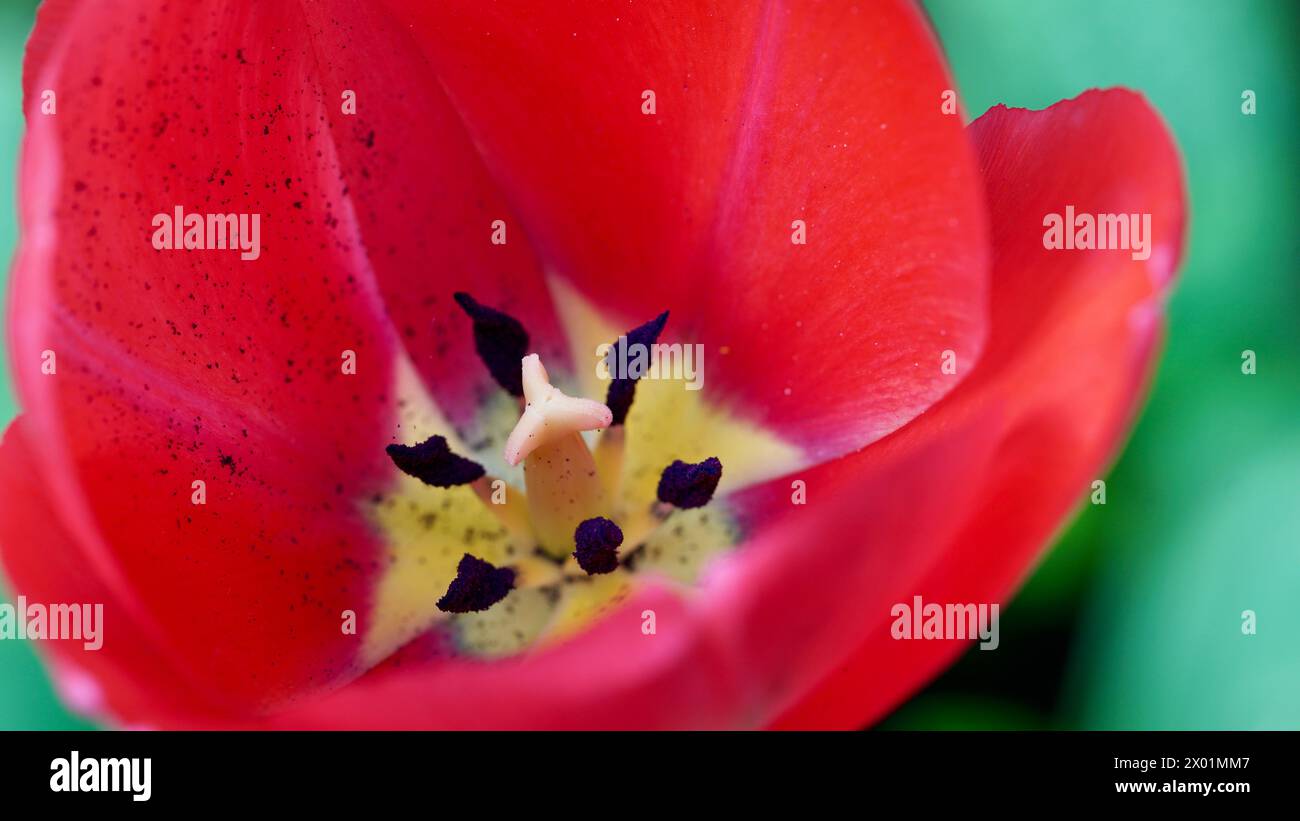 Primo piano degli stami di un tulipano rosso. Foto Stock