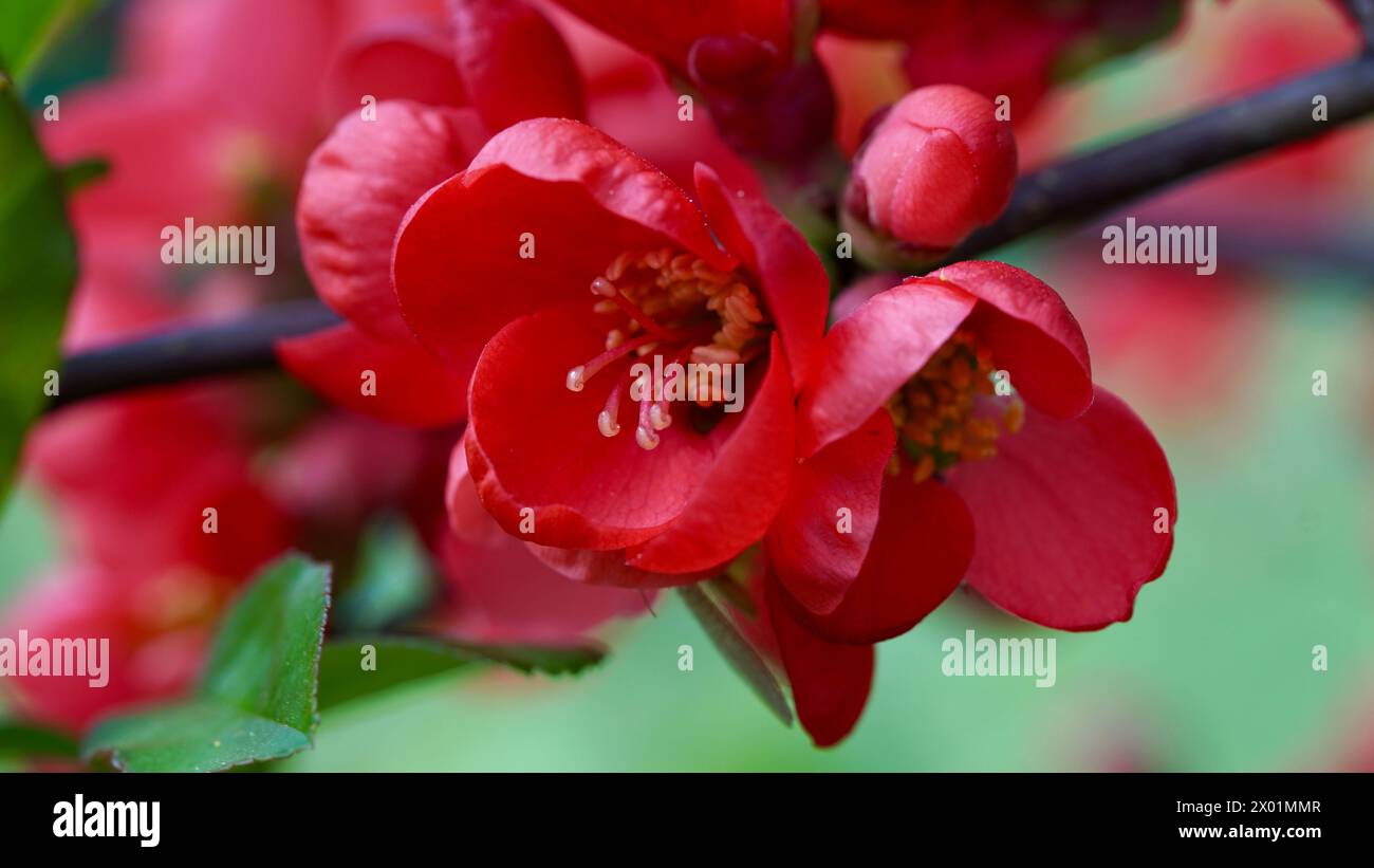 Primo piano dei fiori rossi di una falsa cotogna in primavera. Foto Stock