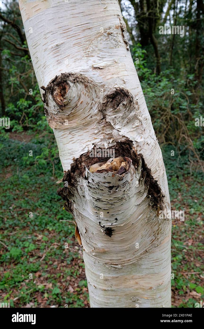 faccia del personaggio sul tronco dell'albero nel bosco Foto Stock
