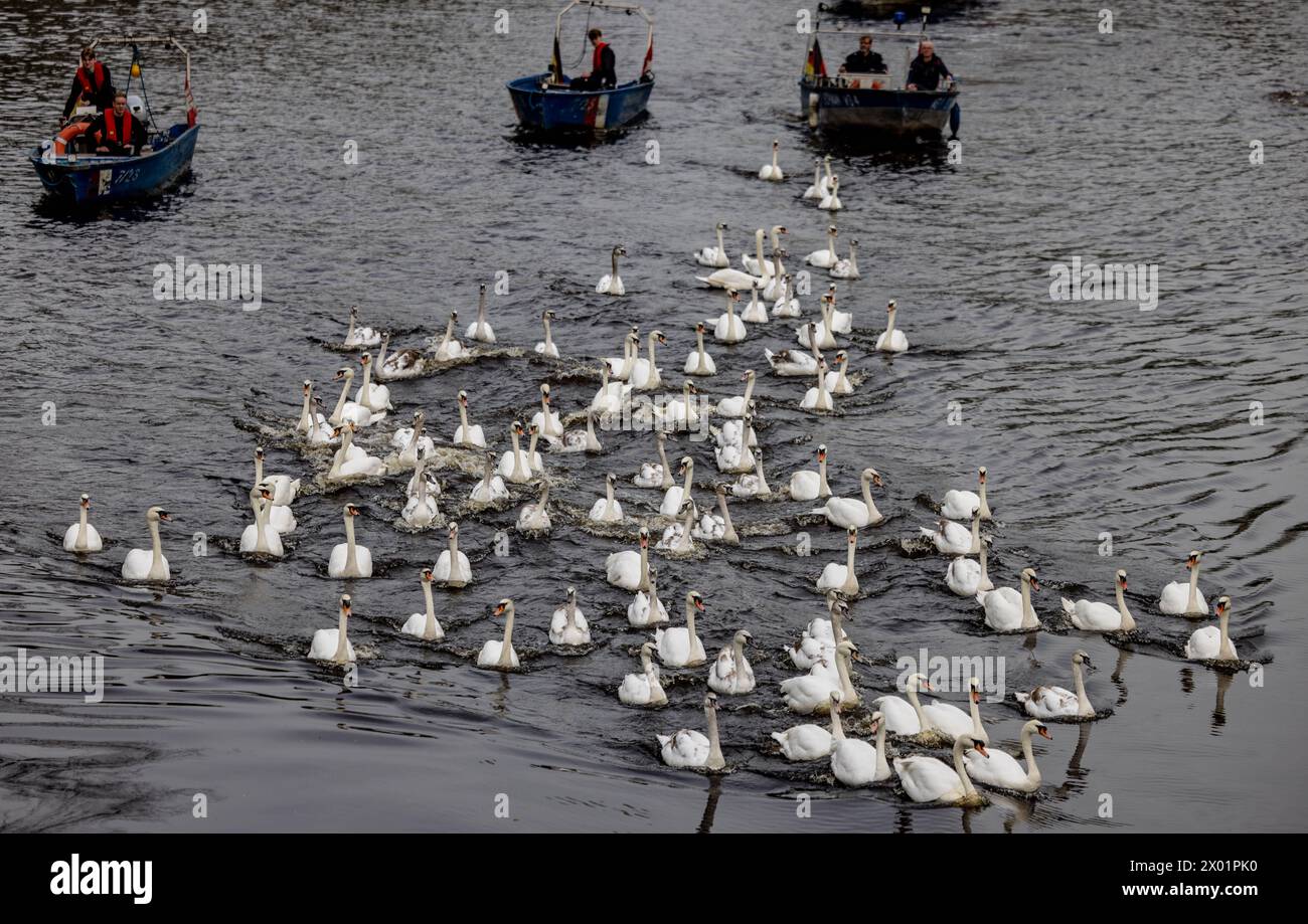 Amburgo, Germania. 09 aprile 2024. Accompagnati da barche a cigno, i cigni dell'Alster dallo stagno dei mulini di Eppendorf ritornano dai loro quartieri invernali. Credito: Axel Heimken/dpa/Alamy Live News Foto Stock