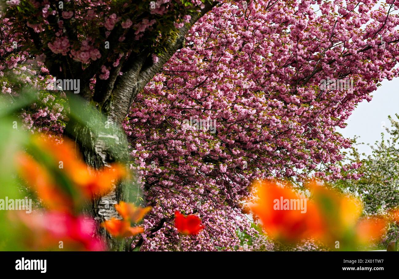 Berlino, Germania. 09 aprile 2024. I ciliegie ornamentali giapponesi fioriscono a Onkel-Straße-Bräsig nel distretto di Neukölln in Britz. Questo è Prunus serrulata 'Kanzan', che significa chiodi di garofano. Crediti: Jens Kalaene/dpa/Alamy Live News Foto Stock