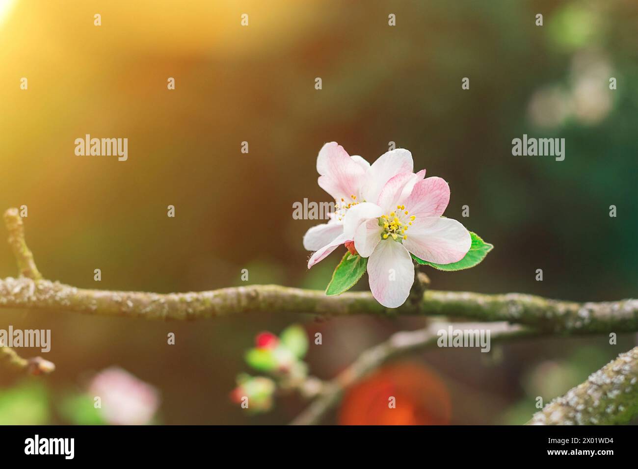 Melo in fiore alla luce del sole. Concetto primaverile. Primo piano. Foto Stock