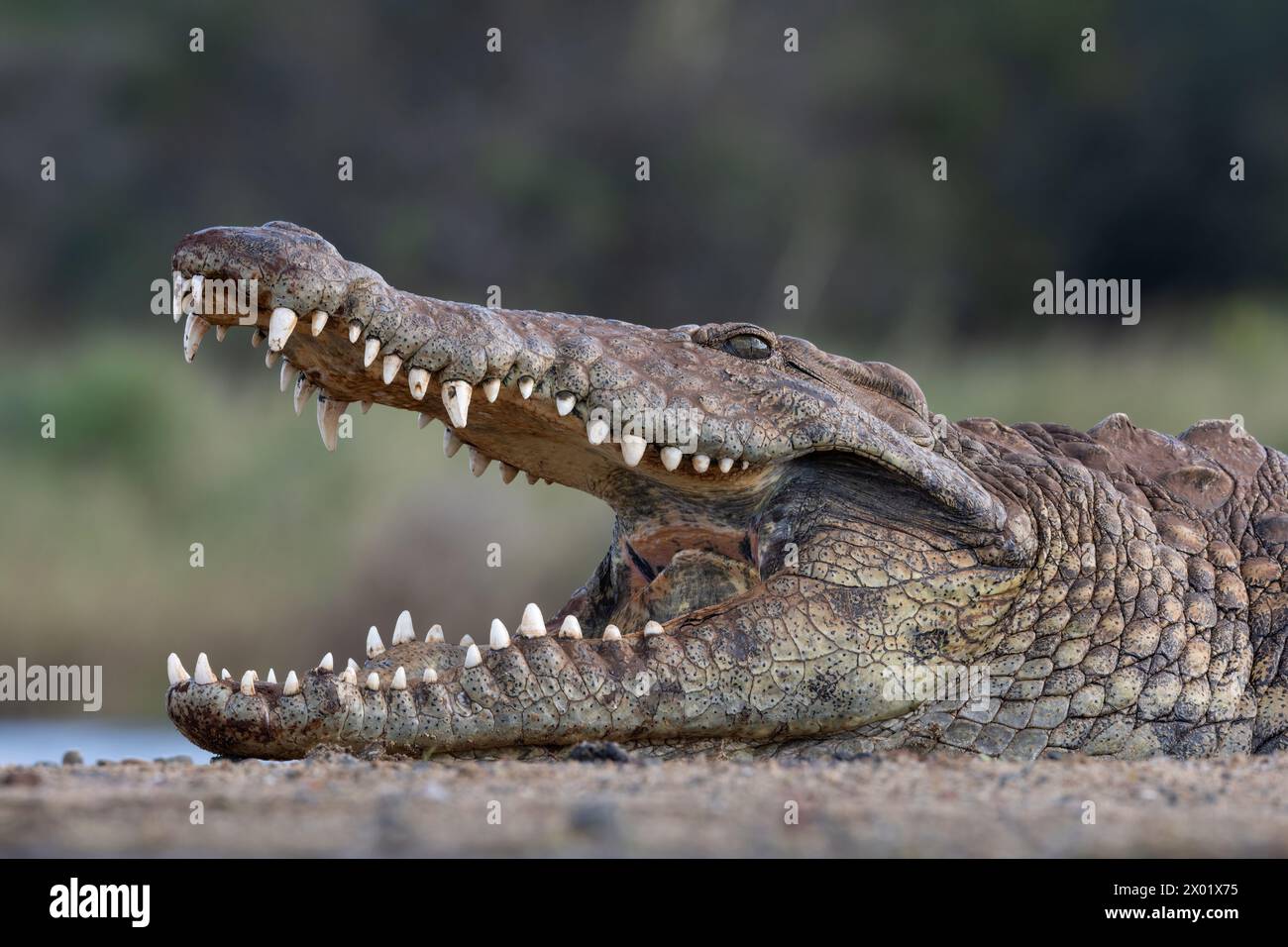 Coccodrillo del Nilo (Crocodylus niloticus), riserva di caccia ZImanga, Sudafrica Foto Stock