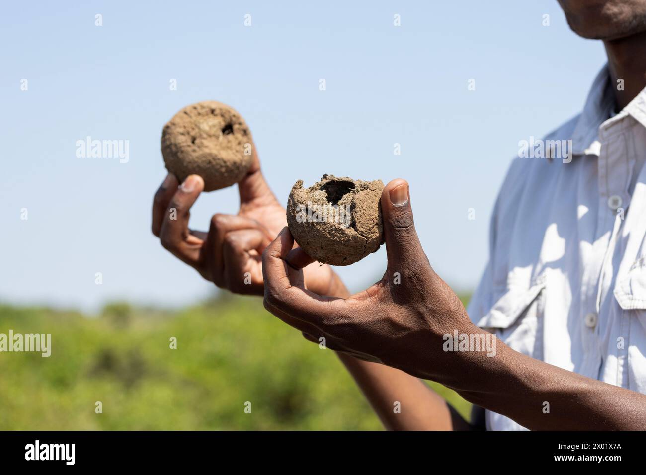 Palla di letame che mostra la camera di riproduzione dello scarabeo, la riserva di selvaggina Mashatu, Botswana Foto Stock