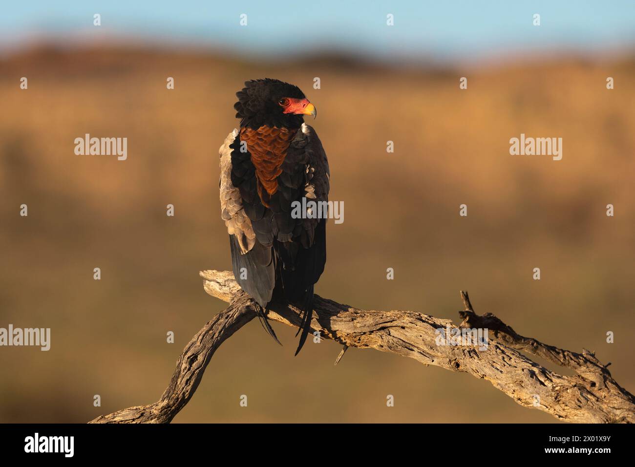 Bateleur (Terathopius ecaudatus), parco transfrontaliero di Kgalagadi, Capo settentrionale, Sudafrica Foto Stock