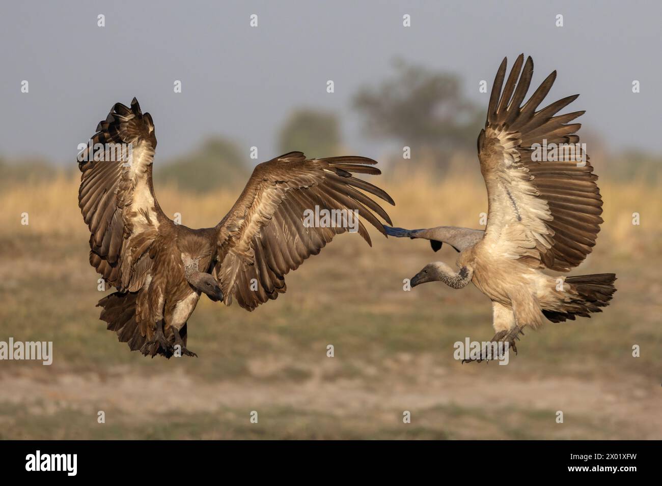 Combattimenti avvoltoi bianchi (Gyps africanus), parco nazionale del Chobe, Botswana Foto Stock