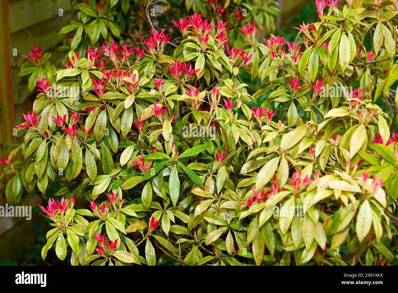 Andromeda Bush (Pieris) cresce nel giardino posteriore Chard Somerset Inghilterra regno unito Foto Stock