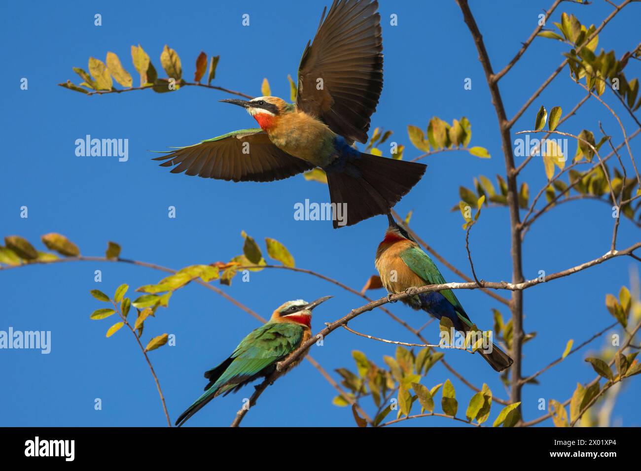 Mangiatori di api dalla facciata bianca (Merops bullockoides), parco nazionale del Chobe, Botswana Foto Stock