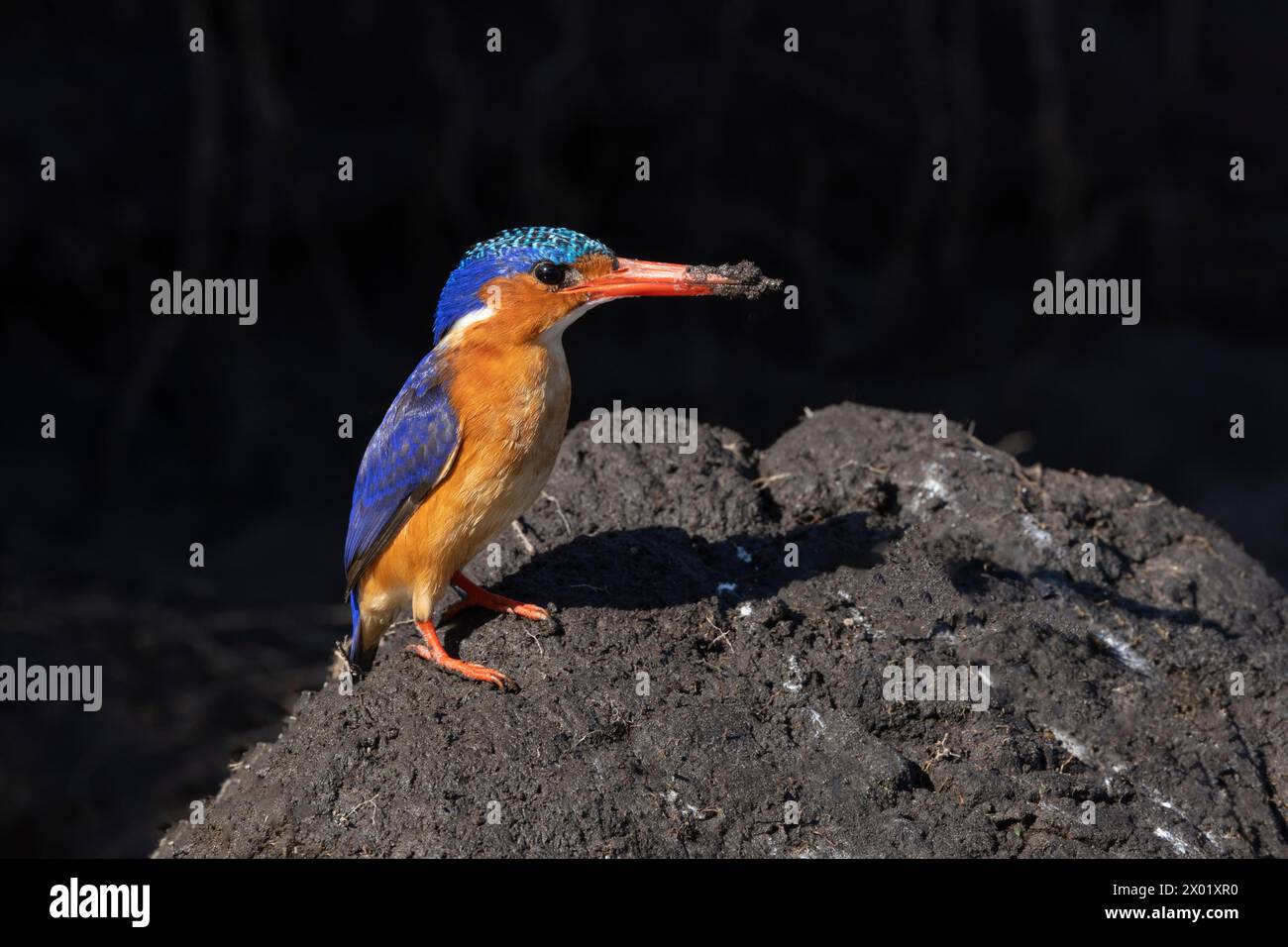 I kingfishers malachiti (Corythornis cristatus) sono in coppia sulla riva, parco nazionale del Chobe, Botswana Foto Stock