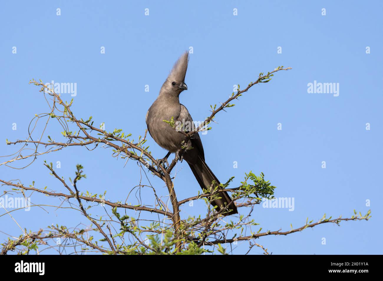 Uccello grigio da asporto (Corythaixoides concolor), parco nazionale del Chobe, Botswana Foto Stock