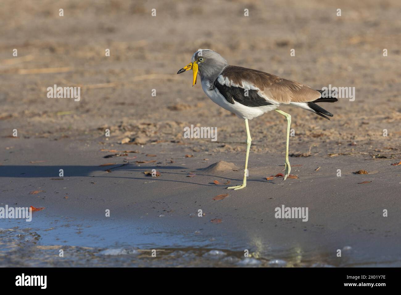 Lapwing con corona bianca (Vanellus albiceps), parco nazionale del Chobe, Botswana Foto Stock