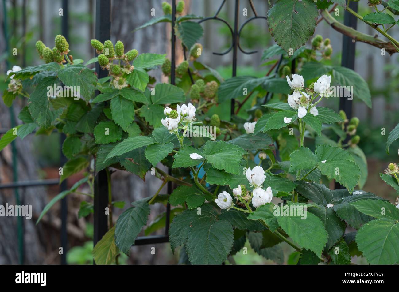 Un vitigno di mora che cresce su un albero in un giardino primaverile. Foto Stock