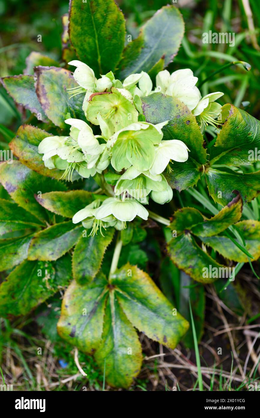 Rosa quaresimale ( Helleborus orientalis ) fiorente in primavera a Chard Somerset Inghilterra regno unito Foto Stock