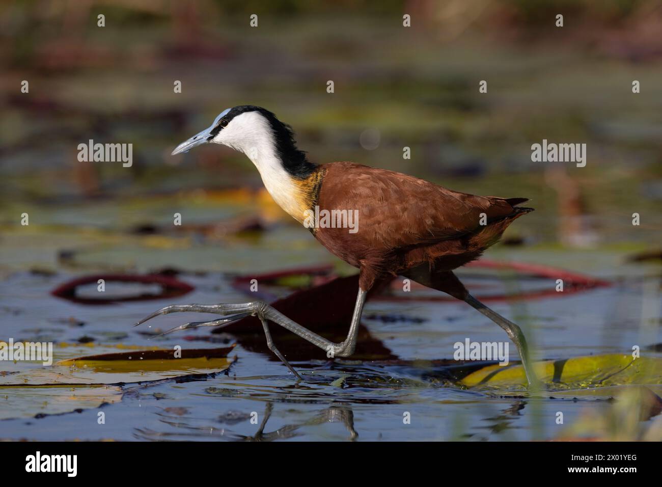 Jacana africana (Actophilornis africanus), parco nazionale del Chobe, Botswana Foto Stock