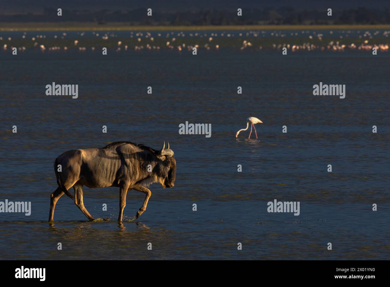 Blue wildebeest (Connochaetes taurinus), parco nazionale di Amboseli, Kenya Foto Stock