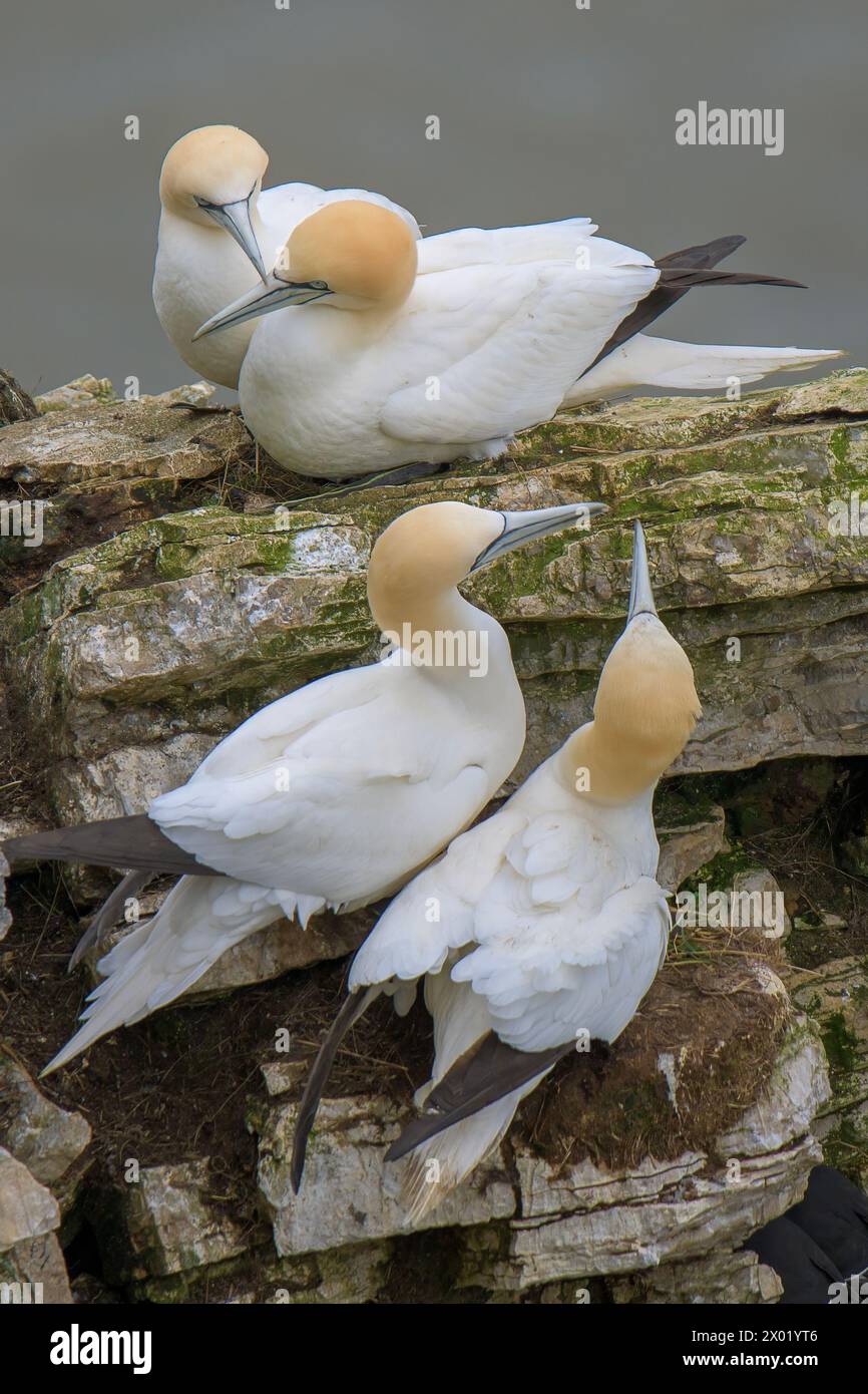 Due coppie di Gannets settentrionali, Morus bassanus che riposa sul lato delle Bempton Cliffs, in primavera Foto Stock