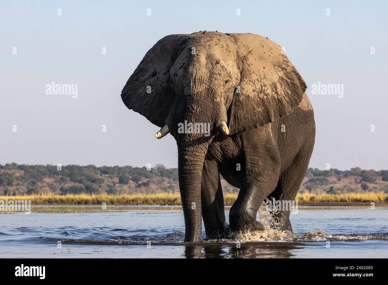 Elefante (Loxodonta africana) toro nel fiume Chobe, nel parco nazionale del Chobe, in Botswana Foto Stock