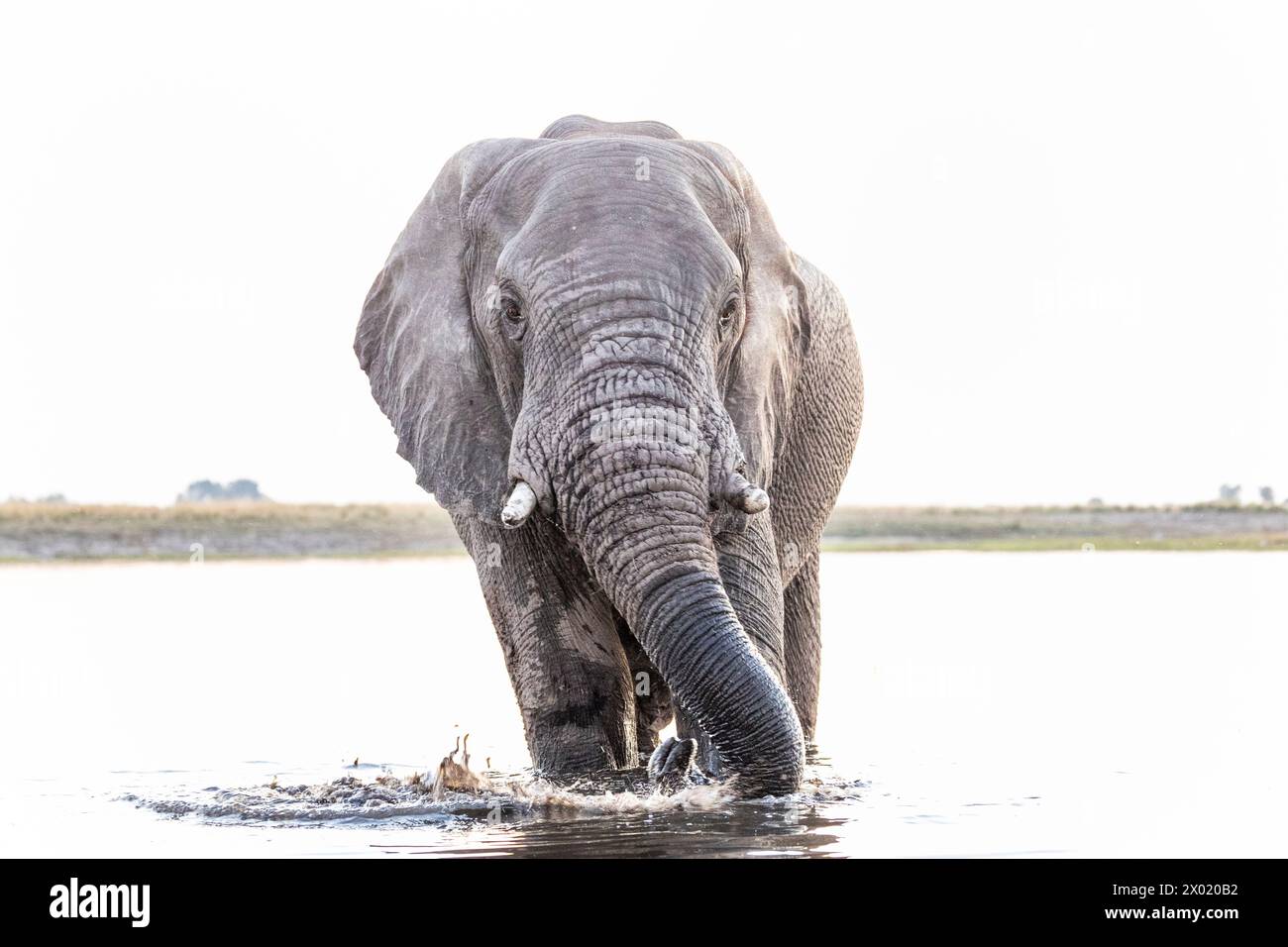 Elefante (Loxodonta africana) toro nel fiume Chobe, nel parco nazionale del Chobe, in Botswana Foto Stock