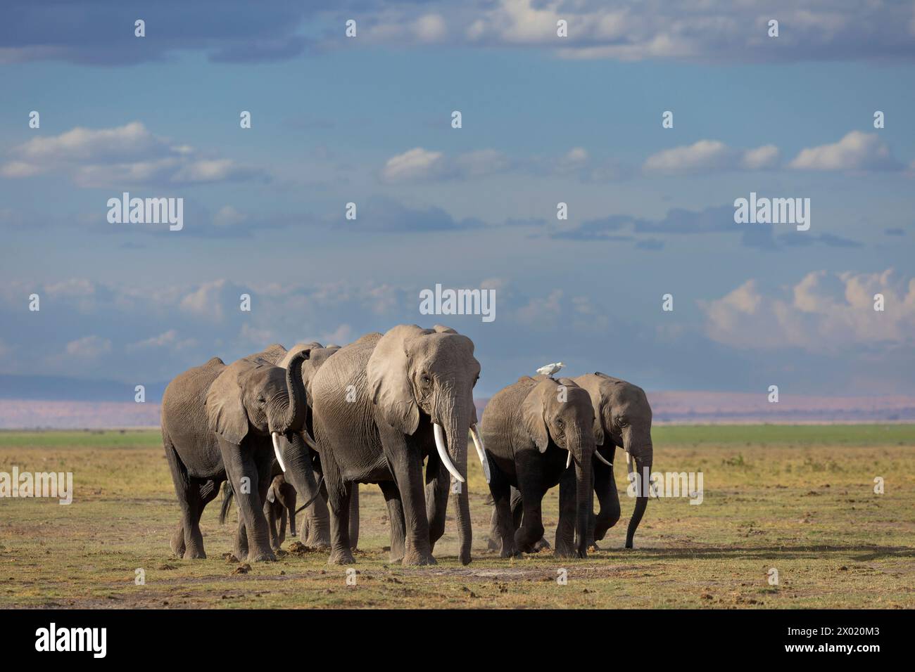 Elefanti (Loxodonta africana), parco nazionale di Amboseli, Kenya Foto Stock