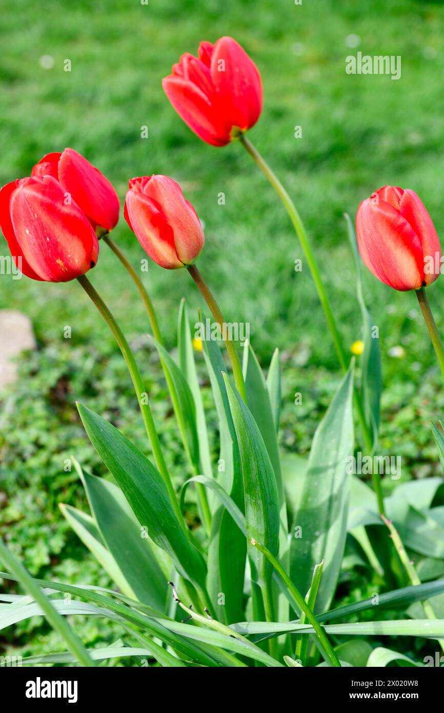 Red Tulips (Tulipa gesneriana) in primavera a Chard Somerset Inghilterra regno unito Foto Stock