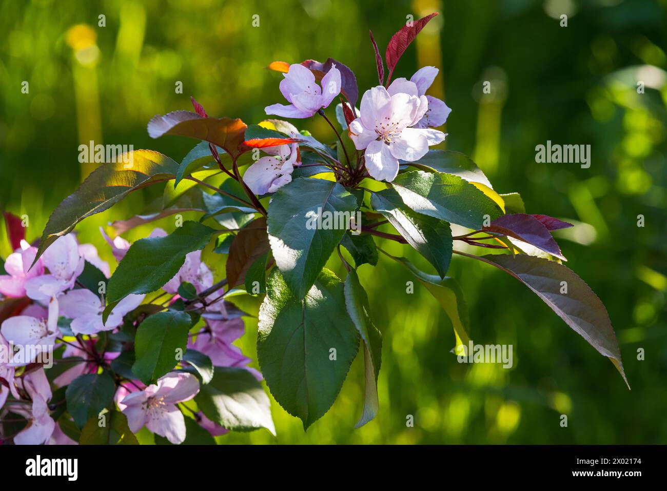 Mela in fiore, ramificata con fiori rosa in una giornata di primavera assolata. Foto macro con messa a fuoco morbida selettiva Malus hupehensismalus Foto Stock