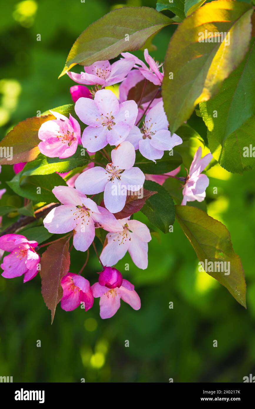 Mela in fiore, ramificata con fiori rosa in una giornata di primavera assolata. Foto macro verticale con messa a fuoco morbida selettiva Malus hupehensismalus Foto Stock