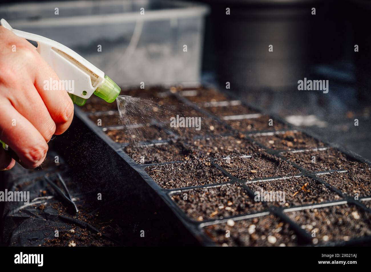 Inumidire i semi appena piantati Foto Stock