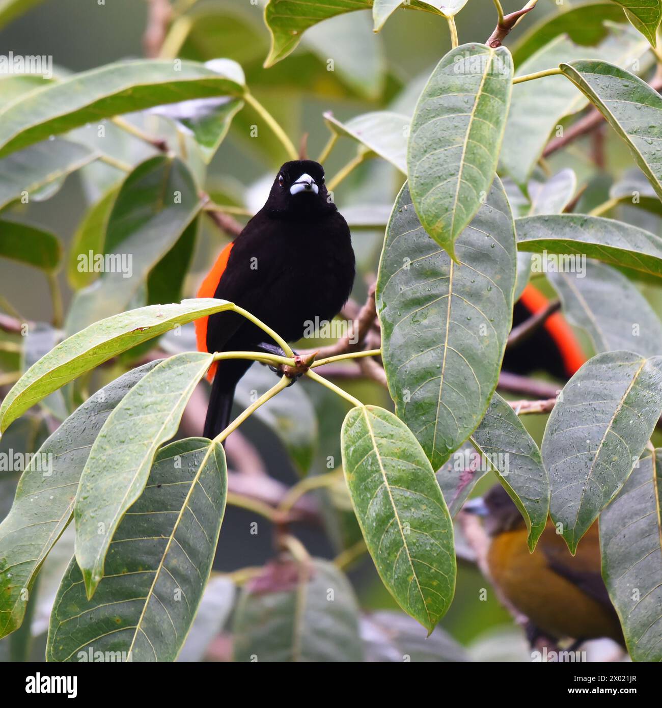 Uccelli della Costa Rica: Maschio scarlatto-stropicciato della Tanager dei Passerini (Ramphocelus passerinii) Foto Stock