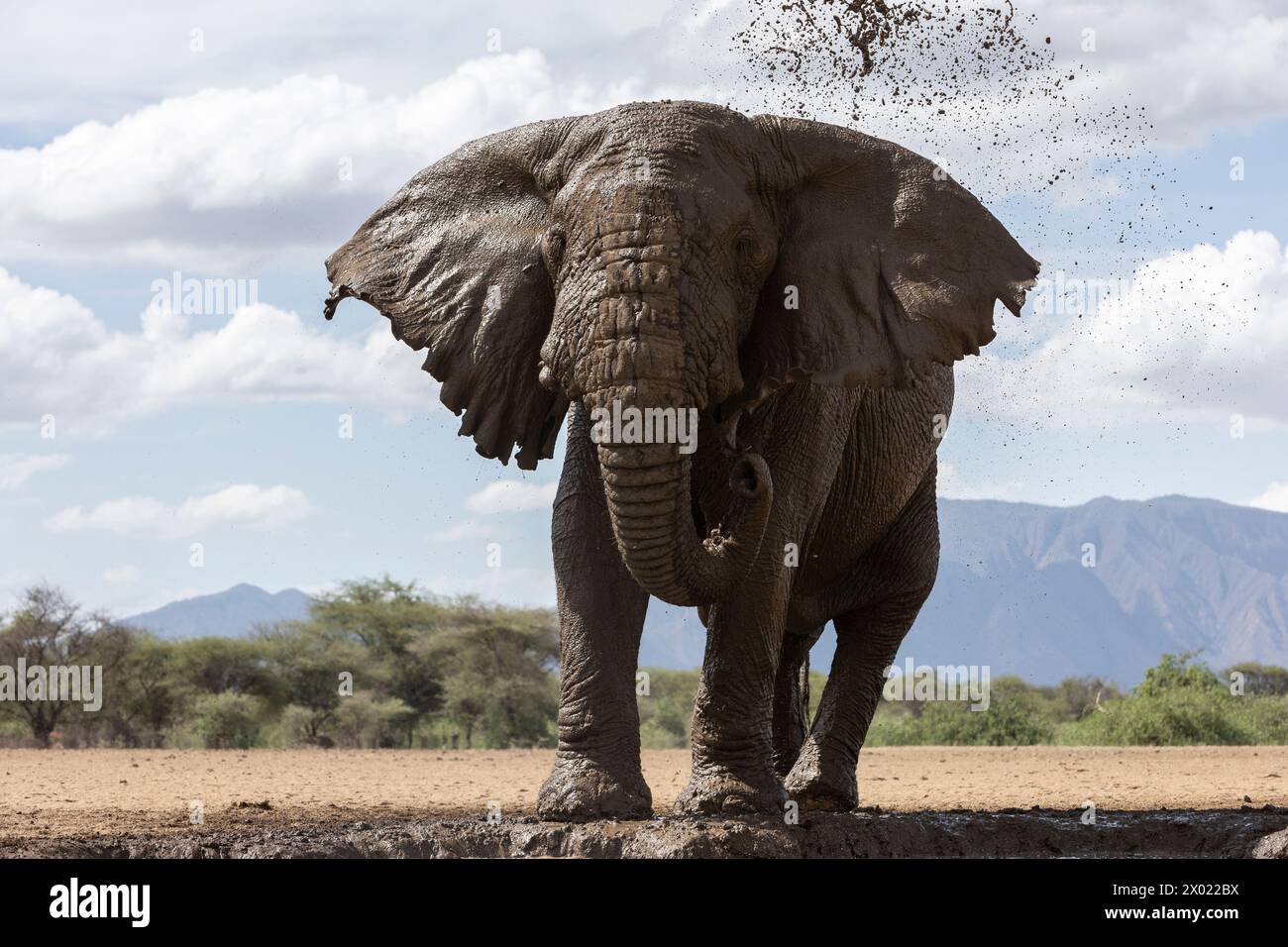 Elefante (Loxodonta africana) toro, Shompole, Kenya Foto Stock
