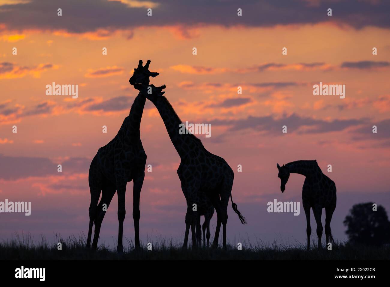 Giraffe (Giraffa camelopardalis) al tramonto, parco nazionale del Chobe, Botswana Foto Stock