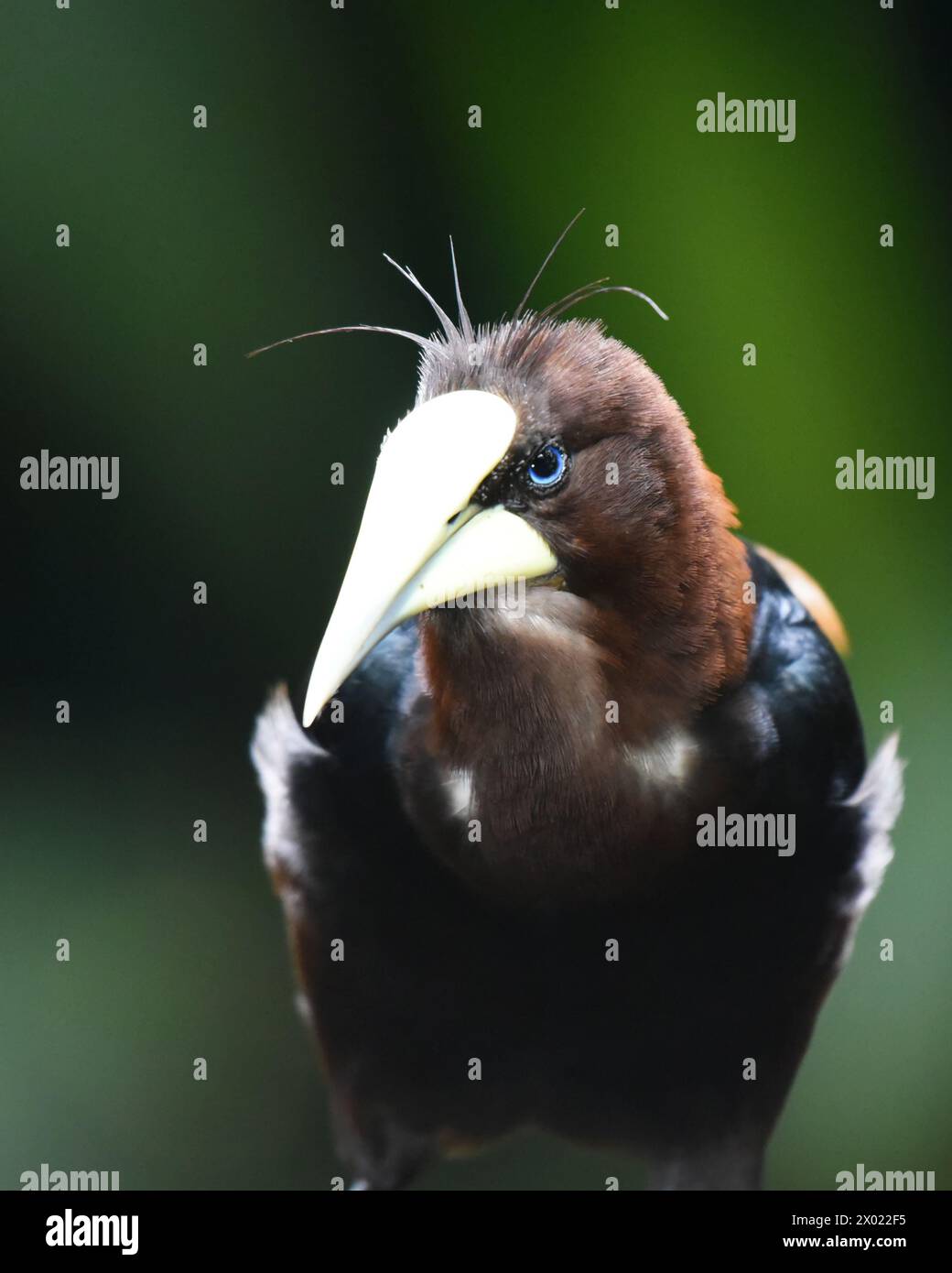 Uccelli della Costa Rica: Orpendola con testa di castagno (Psarocolius wagleri) Foto Stock