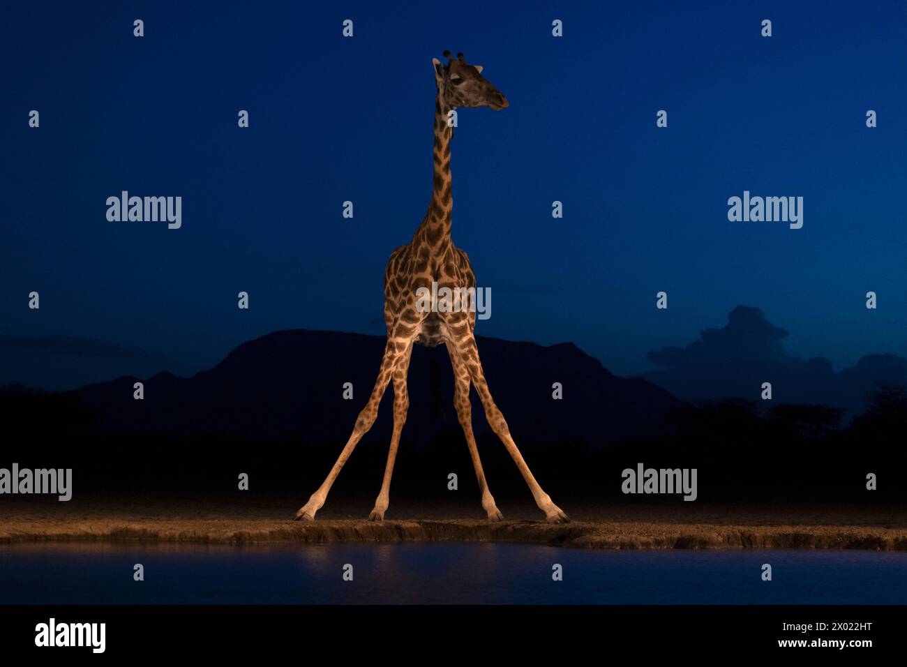 Giraffa (Giraffa camelopardalis) in acqua di notte, Shompole, Kenya Foto Stock