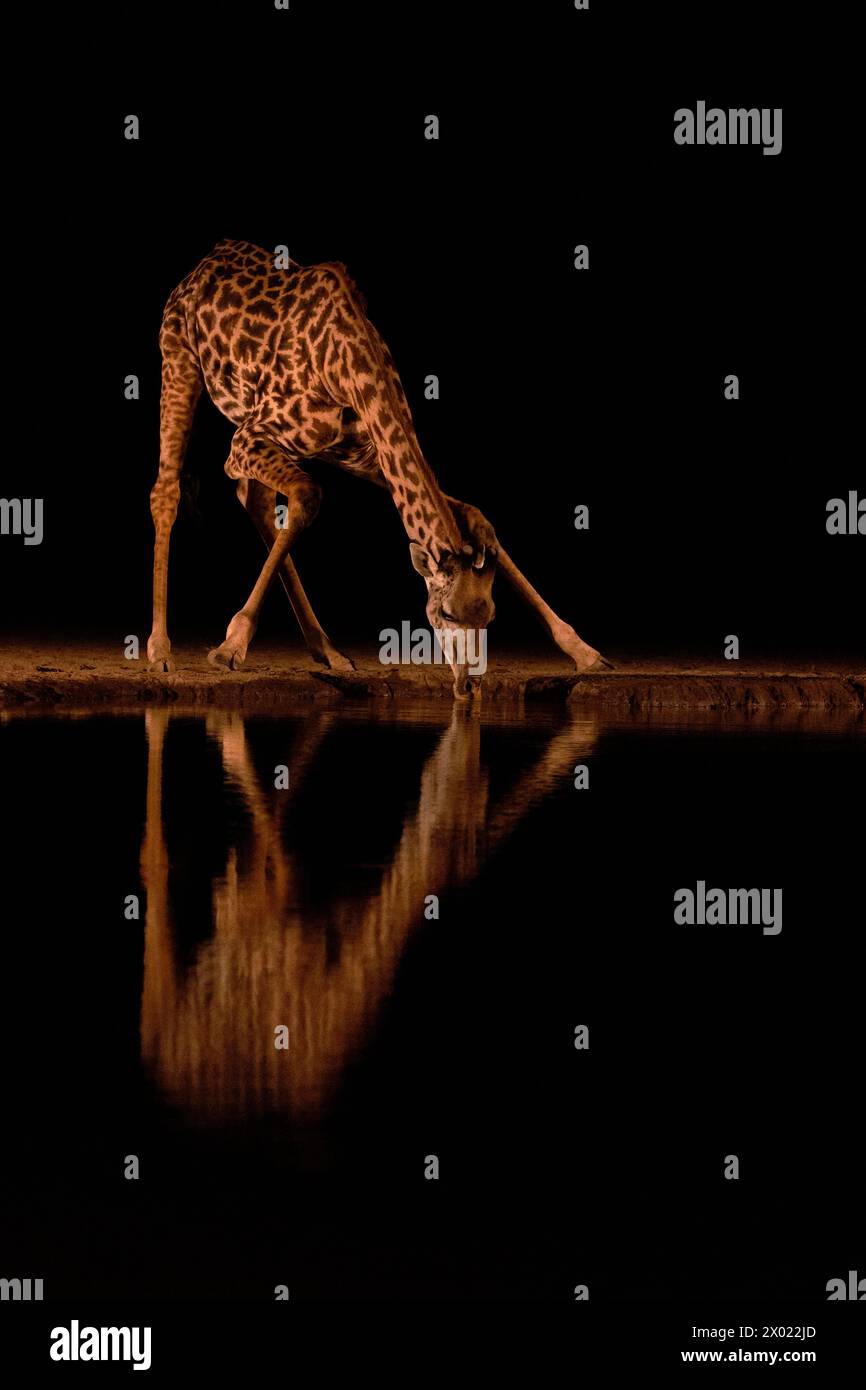 Giraffa (Giraffa camelopardalis) in acqua di notte, Shompole, Kenya Foto Stock