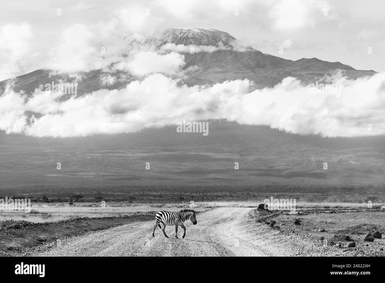 Zebra delle pianure (Equus quagga) e monte Kilimanjaro, parco nazionale di Amboseli, Kenya Foto Stock