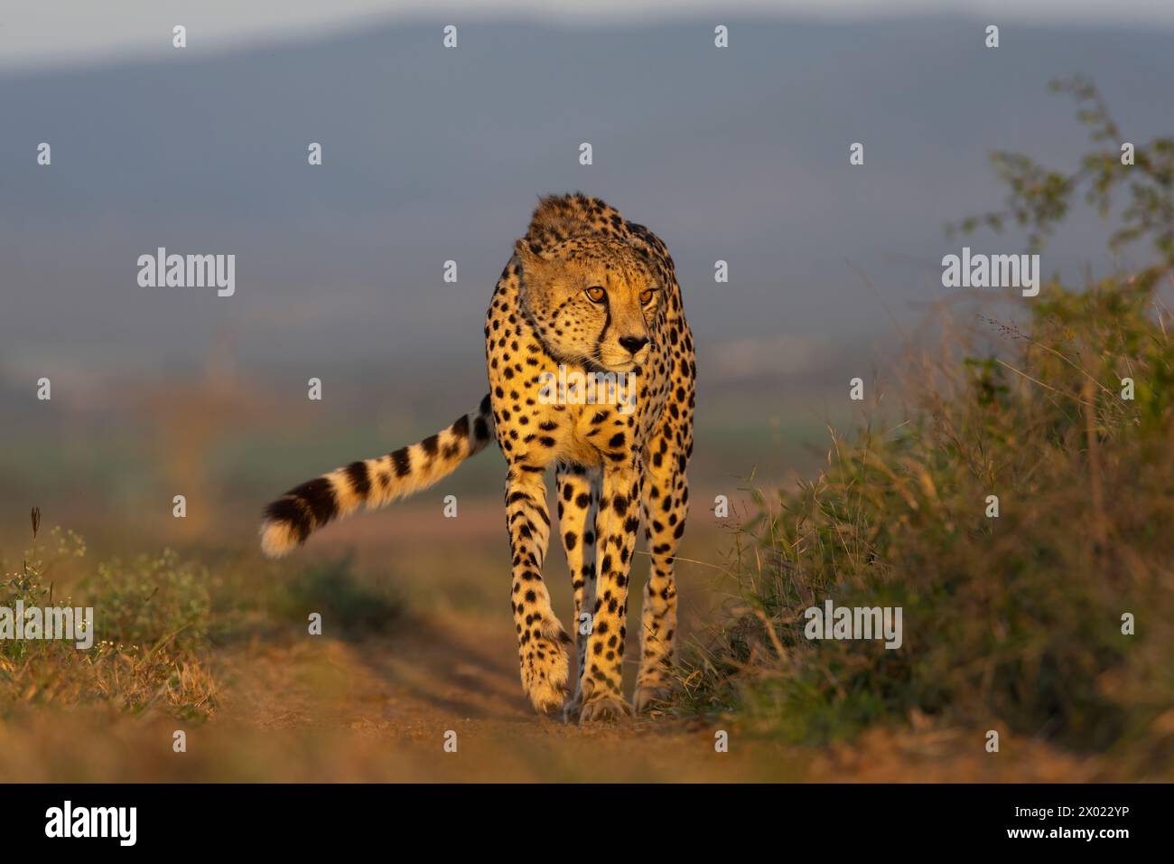 Cheetah (Acinonyx jubatus), Zimanga riserva privata di caccia, KwaZulu-Natal, Sudafrica Foto Stock