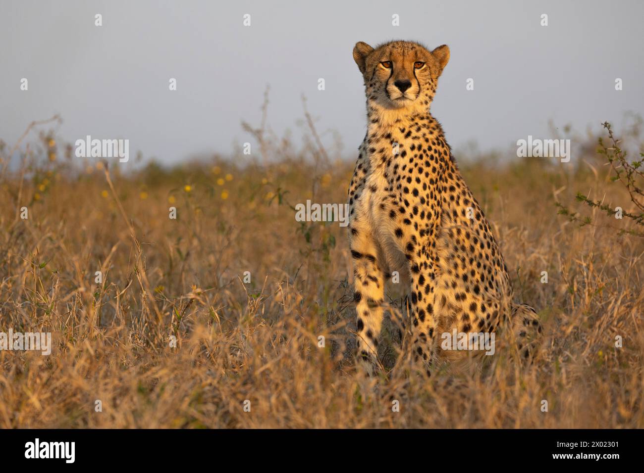 Cheetah (Acinonyx jubatus), Zimanga riserva privata di caccia, KwaZulu-Natal, Sudafrica Foto Stock