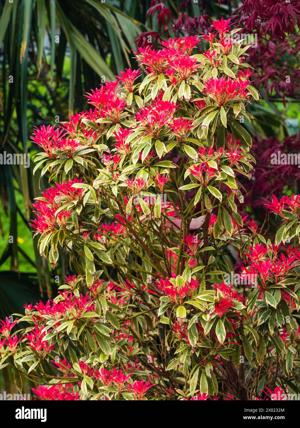 Il fogliame primaverile rosso brillante contrasta con la variegazione bianca del robusto arbusto sempreverde Pieris japonica "Flaming Silver" Foto Stock