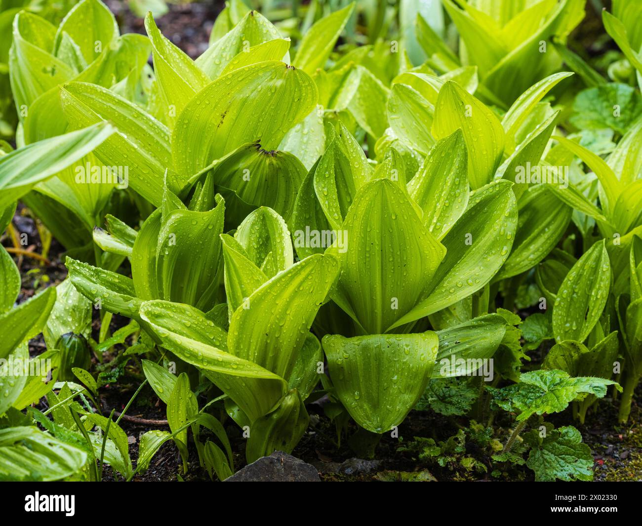 Fogliame primaverile pieghettato di thehardy perennial false helleborine, Veratrum album var. flavum Foto Stock