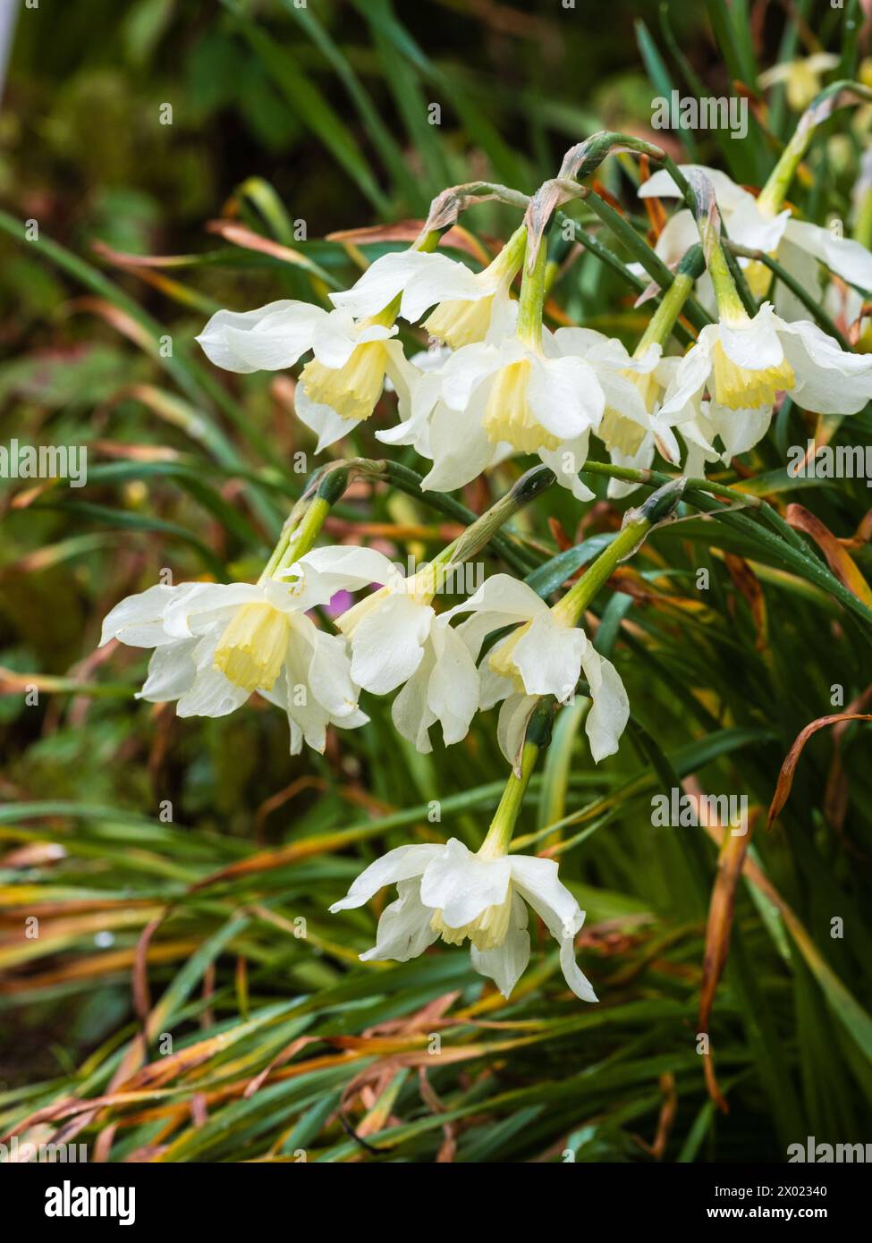 Petali bianchi e corolla giallo pallido della varietà di narcisi Narcissus "Mrs Langtry" fiorita all'inizio della primavera Foto Stock