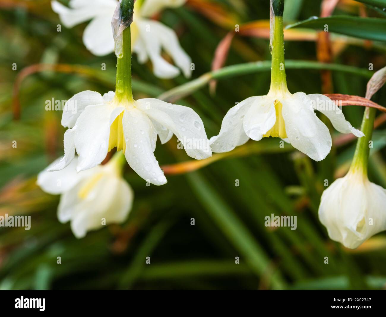 Petali bianchi e corolla giallo pallido della varietà di narcisi Narcissus "Mrs Langtry" fiorita all'inizio della primavera Foto Stock