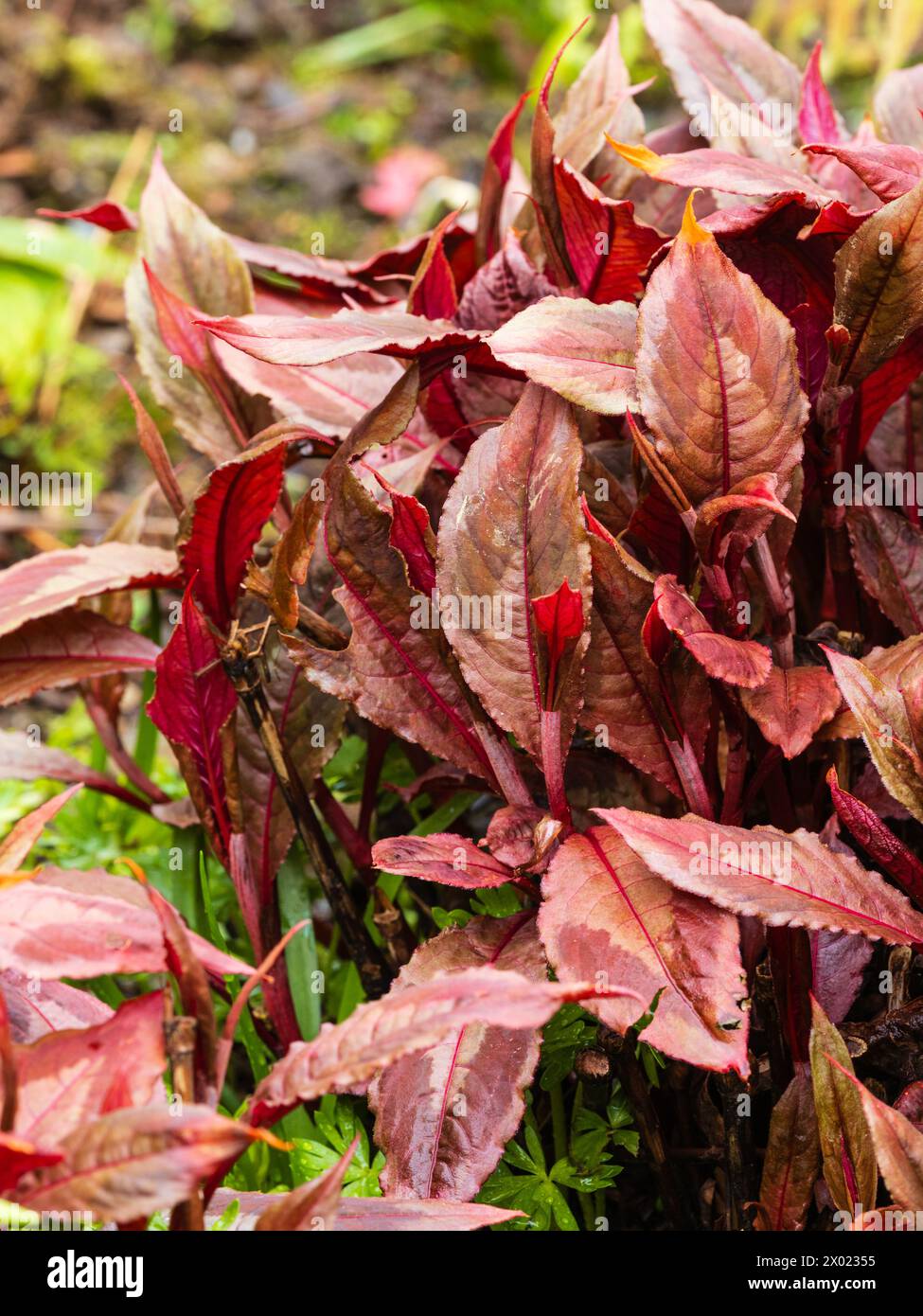 Foglie primaverili rosse marcate in bronzo della robusta pianta perenne del fogliame, Persicaria microcephela "Red Dragon" Foto Stock