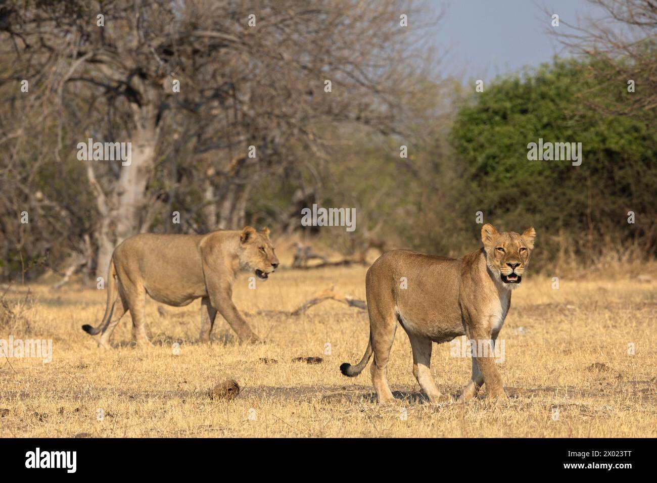 Leoni (Panthera leo), parco nazionale del Chobe, Botswana Foto Stock