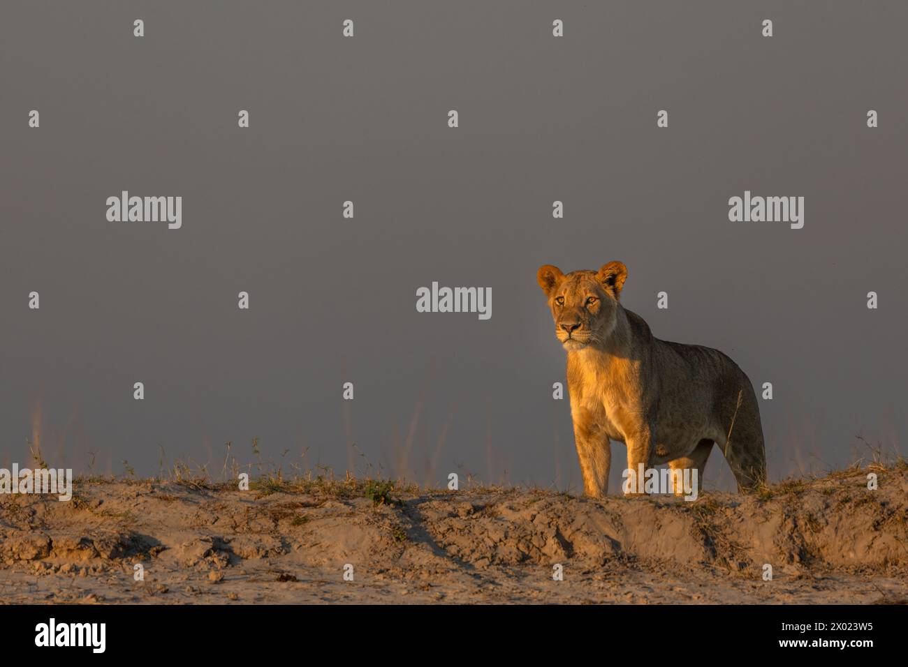 Lion (Panthera leo), Chobe National Park, Botswana Foto Stock