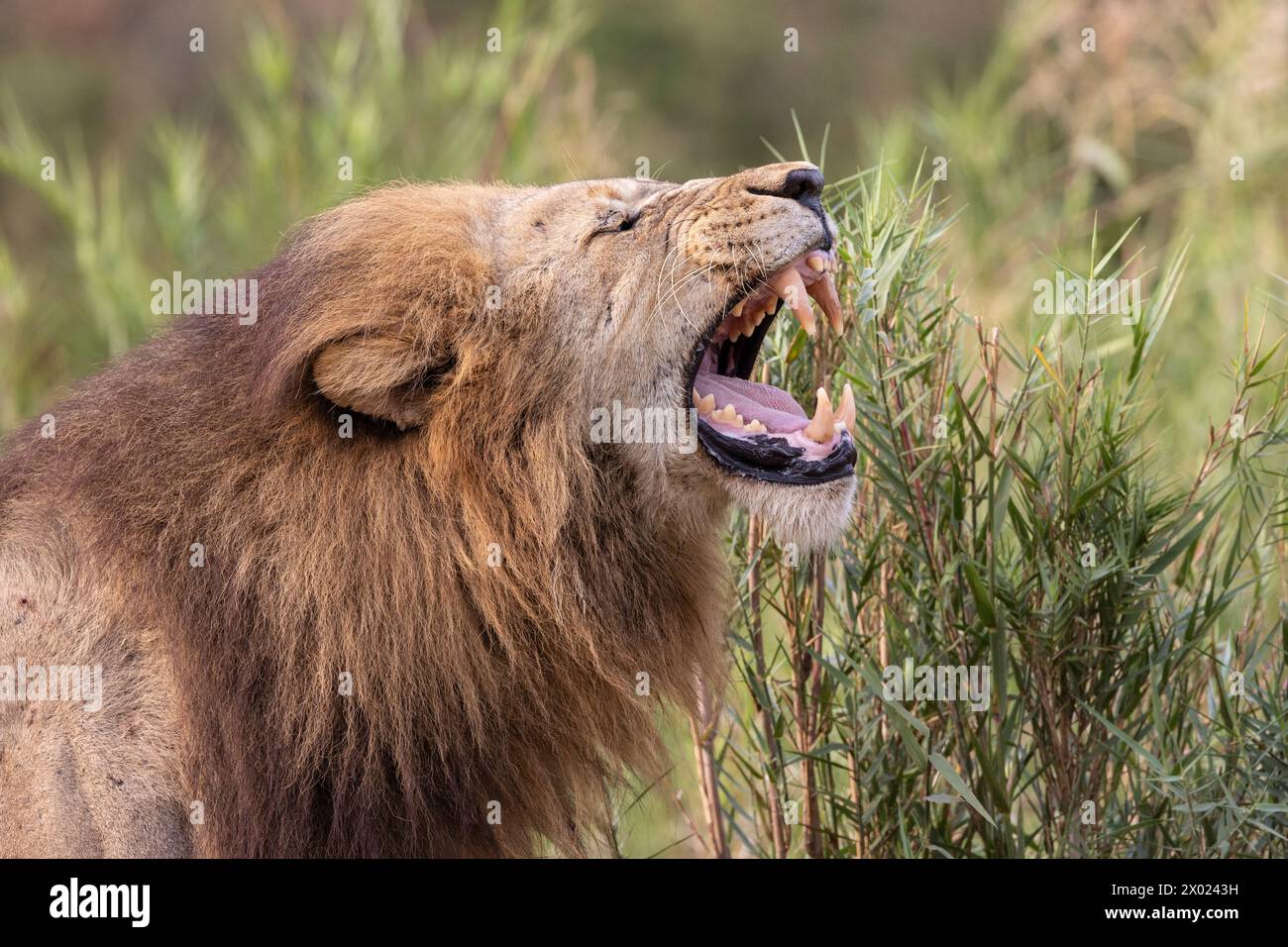 Leone (Panthera leo) che mostra la risposta dei flehmen, riserva di caccia privata Zimanga, KwaZulu-Natal, Sudafrica Foto Stock