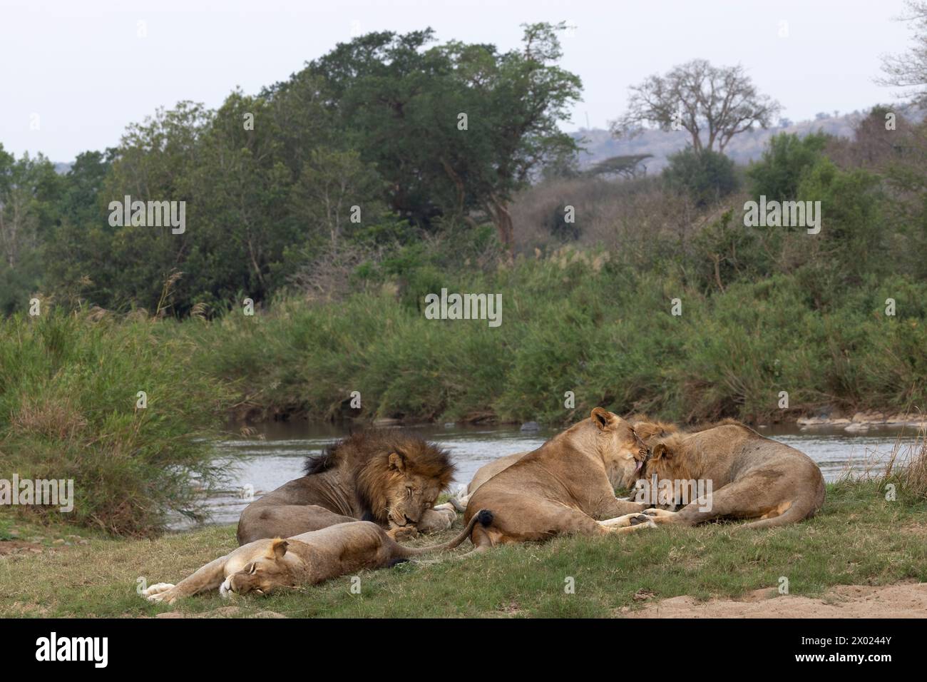 Lions (Panthera leo), Zimanga riserva privata di caccia, KwaZulu-Natal, Sudafrica Foto Stock