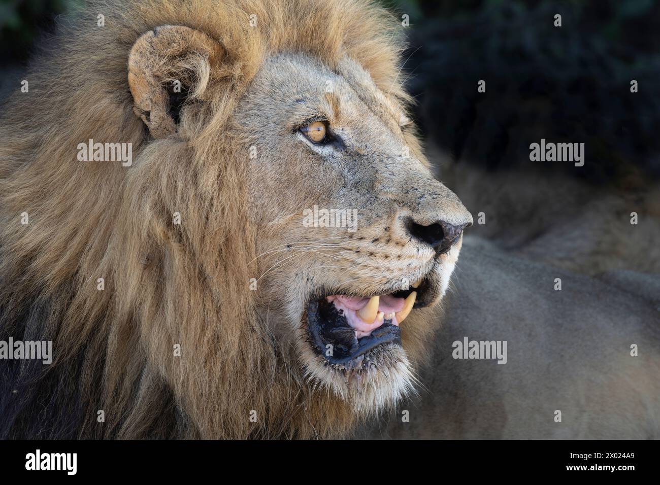 Lion (Panthera leo), riserva di caccia MalaMala, Sudafrica Foto Stock