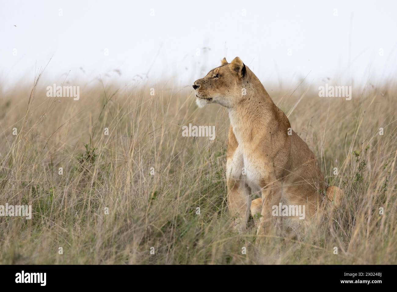 Leonessa (Panthera leo), il Masai Mara, Kenya Foto Stock