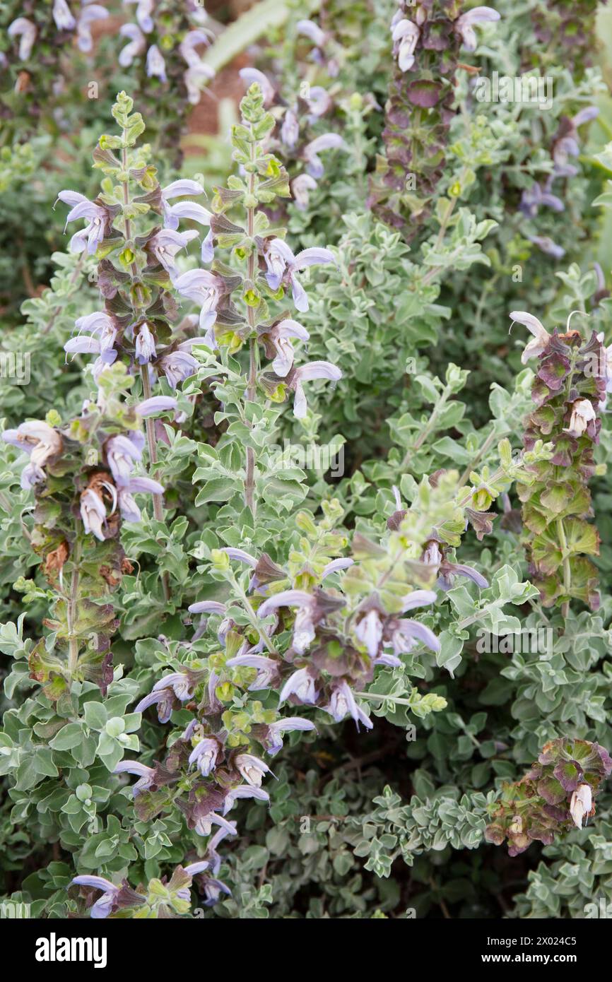 Salvia chamelaeagnea - Salvia Blu ruvida Foto Stock